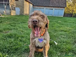 Mixed Breed dogs Rosie - Advert 18