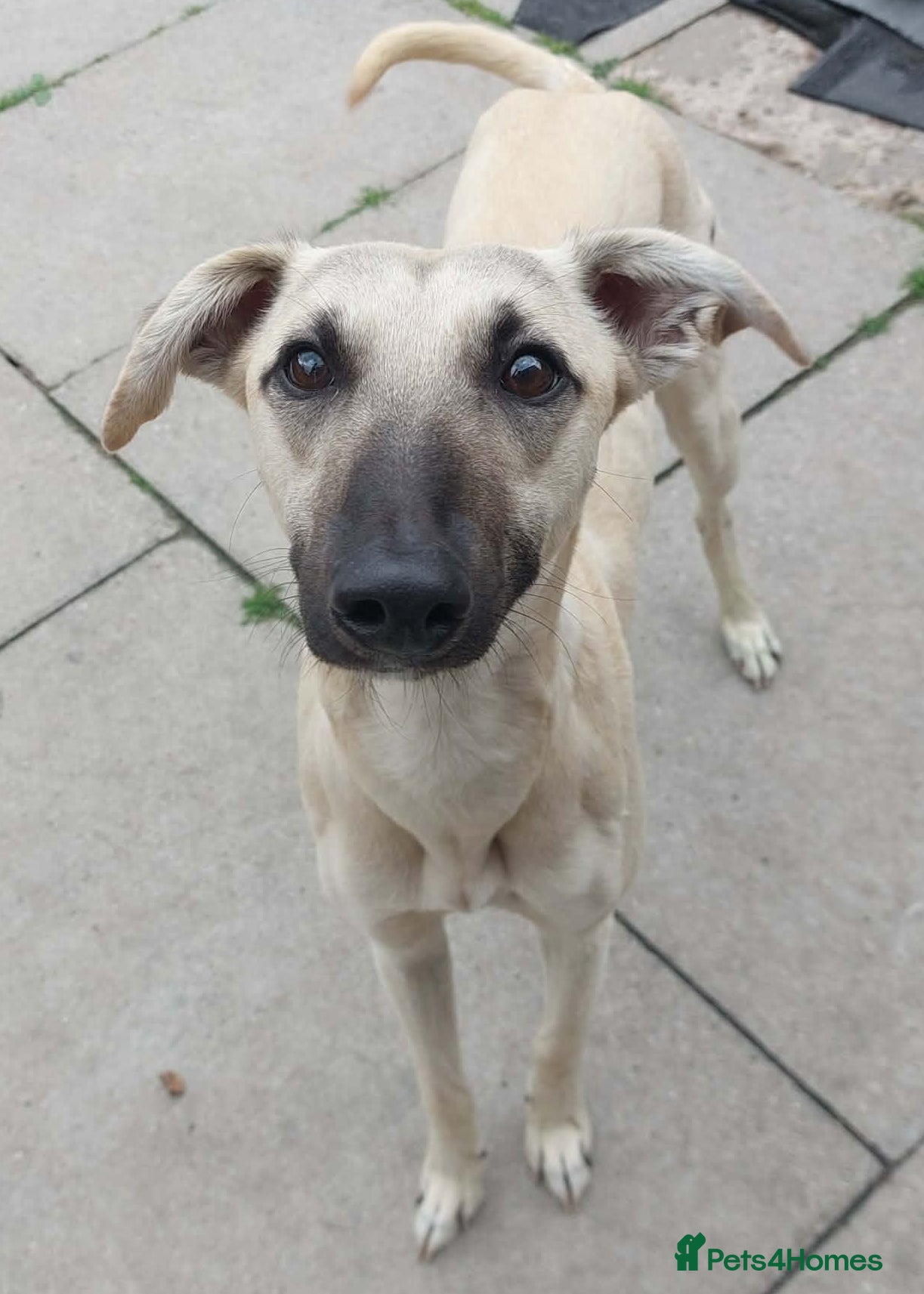 Mixed Breed dogs for adoption: Young Chase wants a new loving forever home - Advert 1