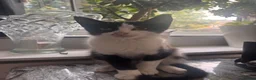 Mixed Breed cats for sale: Kitten needs rehoming desperately  in Leeds - Advert 2