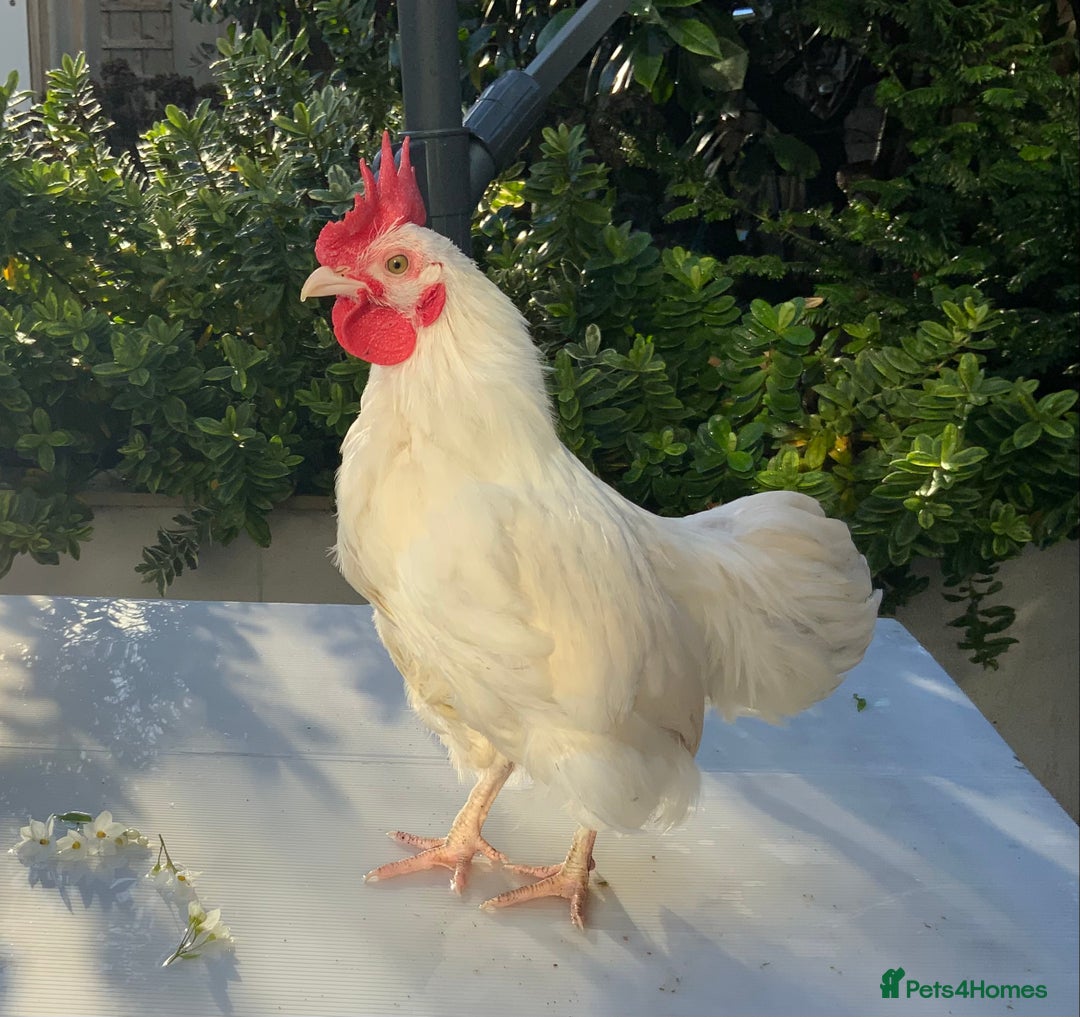 Chickens poultry for sale: Golden Bantam cockerels  - Advert 4