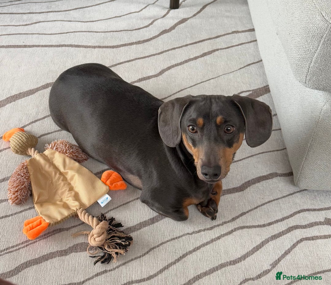 Dachshund dogs for sale: Rehoming our 3 yo dachshund  - Image 12