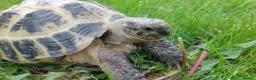 Tortoise reptiles for sale: HORSFIELD TORTOISE - Russian tortoise in Shipley - Advert 9