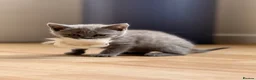 British Shorthair cats for sale: British shorthair kittens  - Advert 8