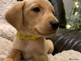 Labrador Retriever dogs KC registered Labrador puppies for loving homes - Advert 14