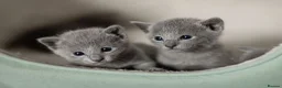 Russian Blue cats for sale: TICA Reg Boutique Russian Blue Kittens  - Advert 34