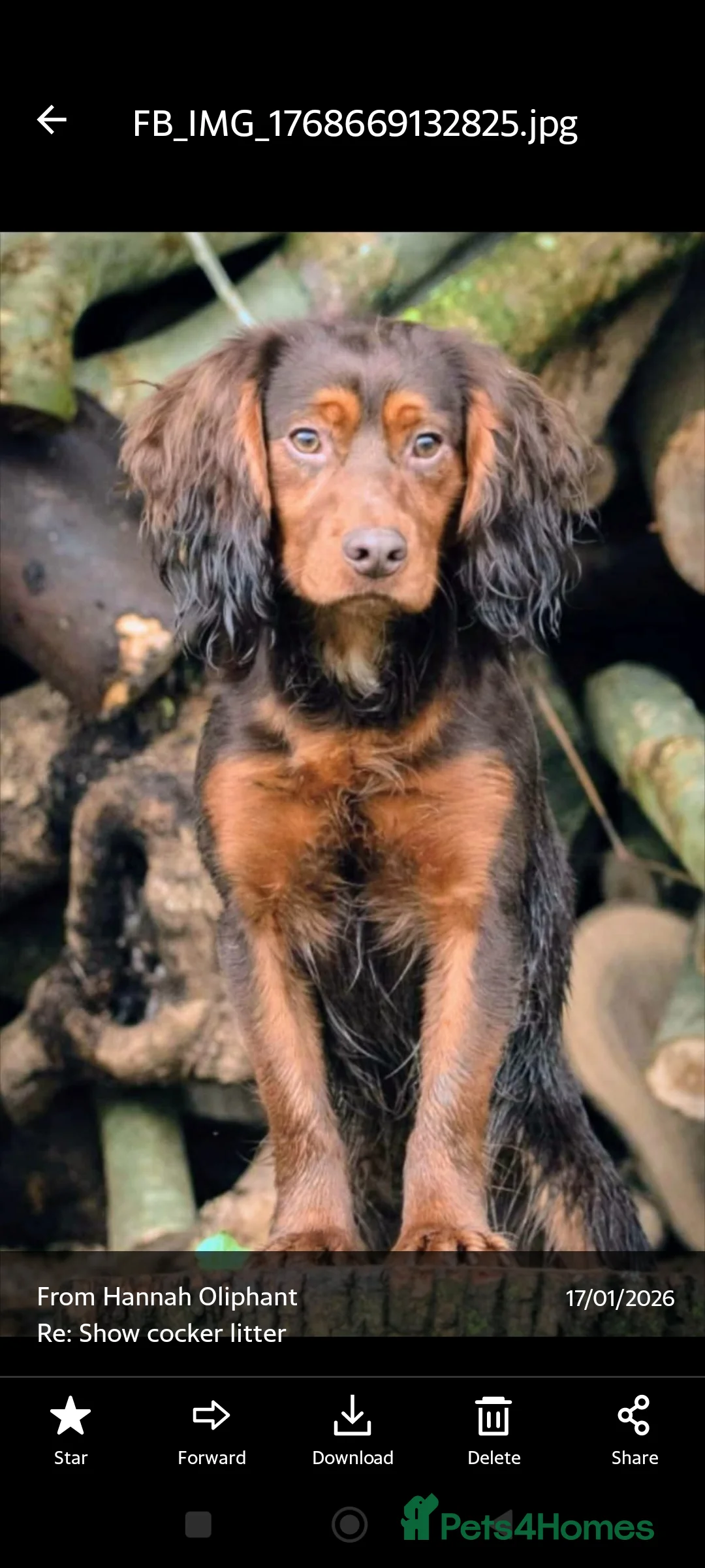 Cocker Spaniel dogs for sale: Expected litter due 12/3/26 - Advert 2