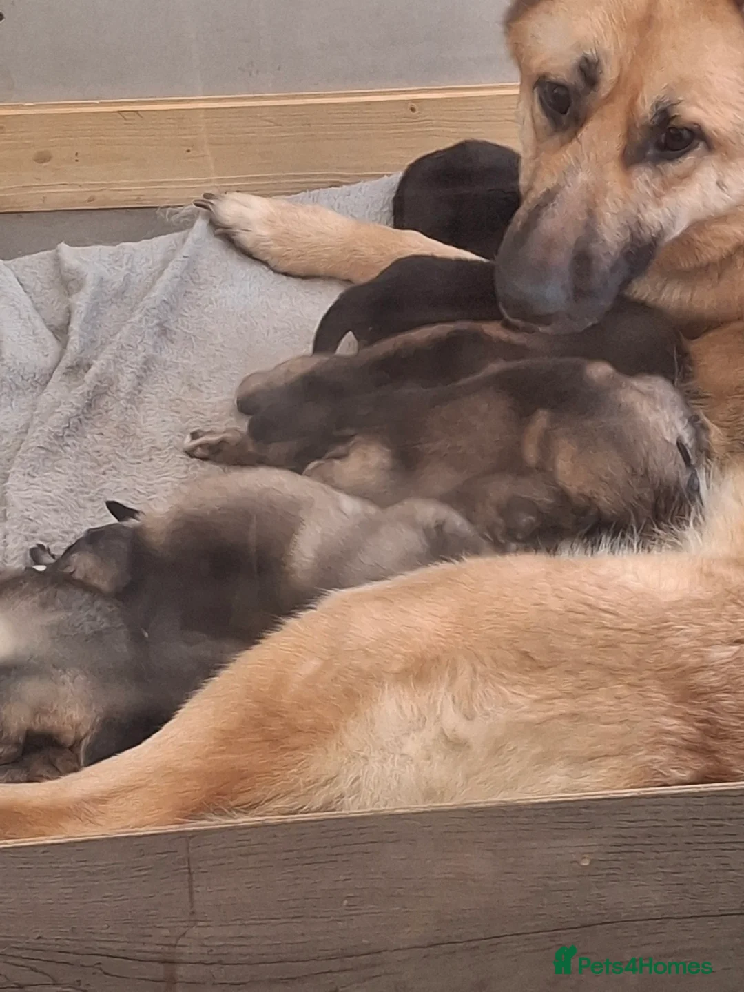 German Shepherd dogs for sale: Chunky German Shepherd puppy - Advert 2