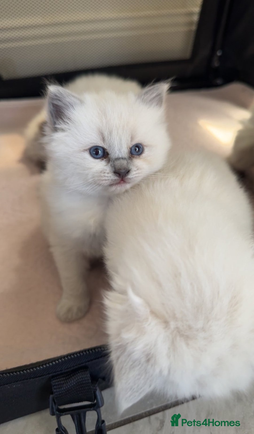 Ragdoll cats for sale: Splendid perfect Ragdolls for your love oness - Advert 3