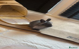 Mixed Breed rabbits for sale: 2 adult Mini lops X lion heads  - Image 3