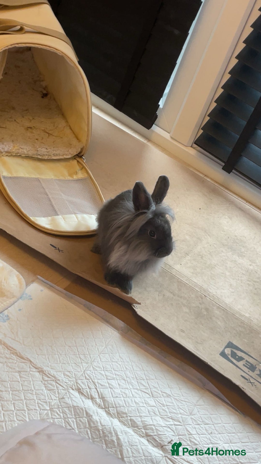 Mixed Breed rabbits for sale: 2 adult Mini lops X lion heads  - Image 3