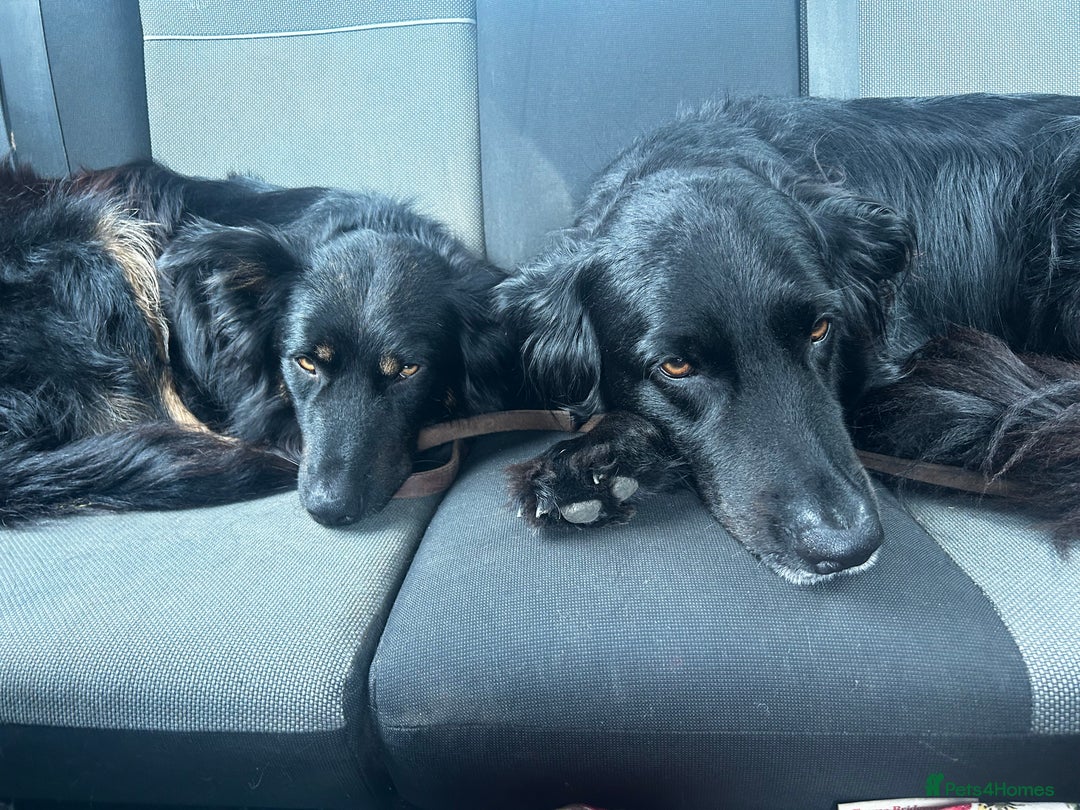 Mixed Breed dogs for sale: Rufty - Image 11