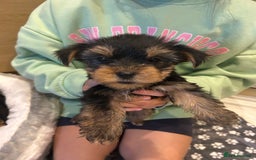 Yorkshire Terrier dogs for sale: Yorkshire terrier  - Image 1