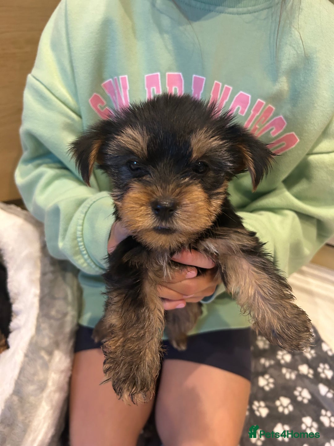 Yorkshire Terrier dogs for sale: Yorkshire terrier  - Image 1