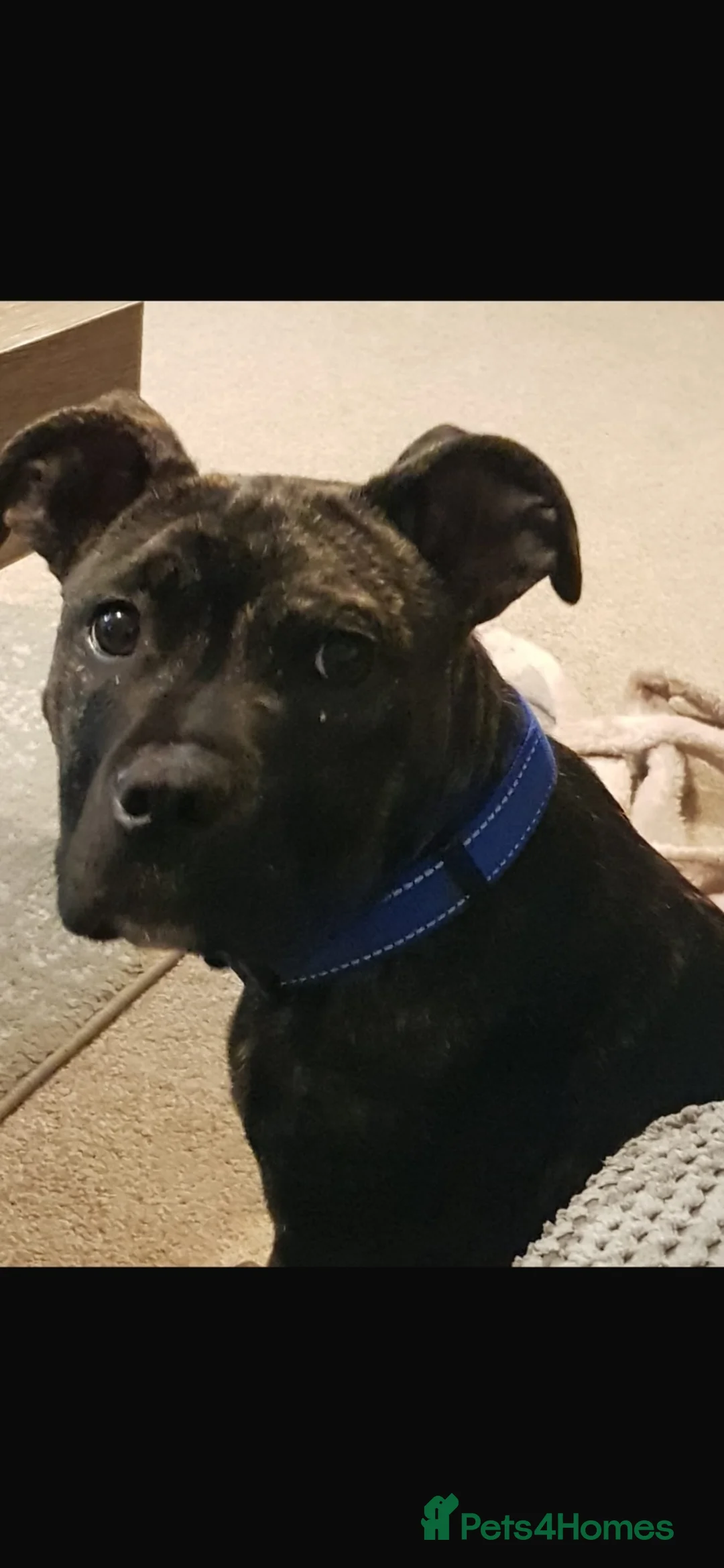 Mixed Breed dogs for sale: Gorgeous Staff cross for new home - Advert 5