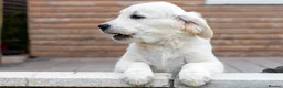 Golden Retriever dogs for sale: Kc reg golden retriever - Advert 3