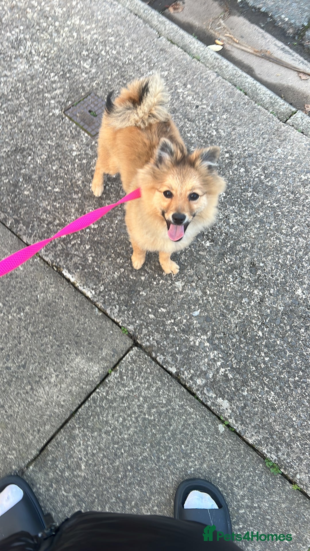 Mixed Breed dogs for sale: *RESERVED* 6 month old Pomeranian mix,m - Advert 7