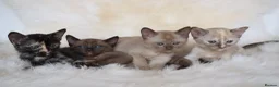 Burmese cats for sale: Championship Quality Kittens in Honiton - Advert 7