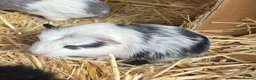 Guinea Pig rodents for sale: Guinea pigs in Ipswich - Advert 11