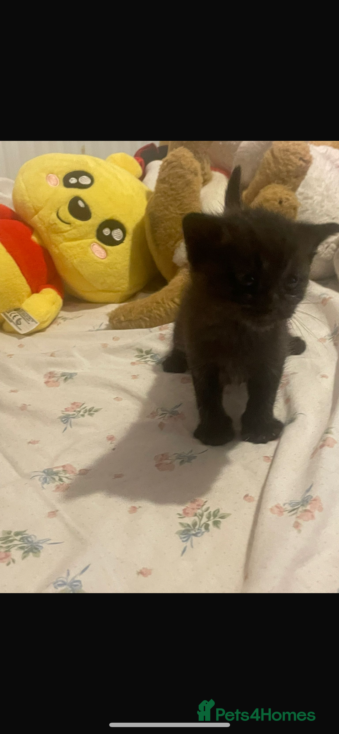 Domestic Shorthair cats for sale: Kittens  - Image 6