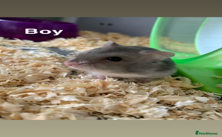 Hamster rodents - Advert 20