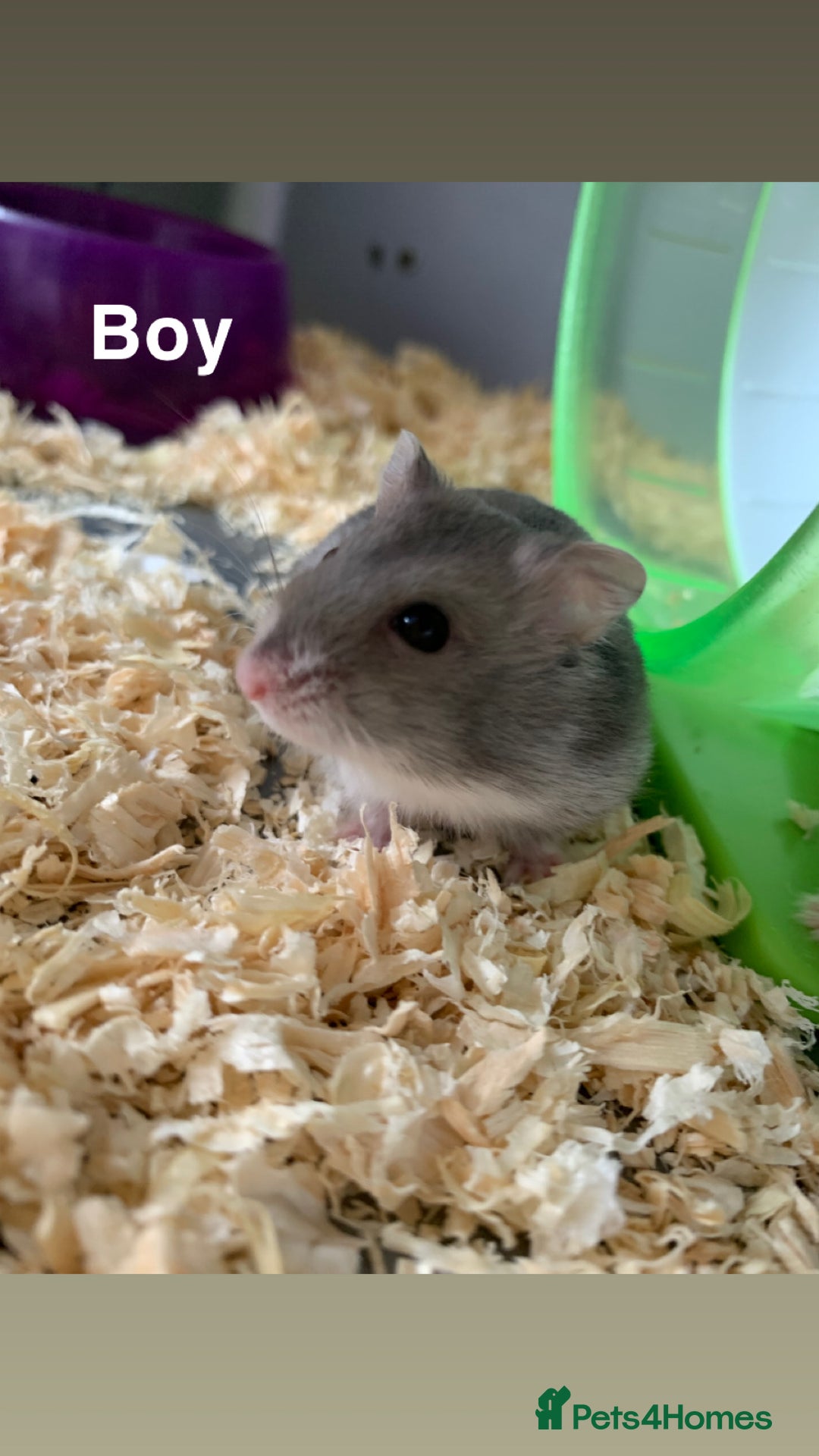 Hamster rodents for sale: Russian dwarfs  - Image 1