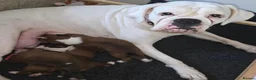 Boxer dogs for sale: Outstanding Boxer Puppies 1 Boy & 3 Girls  in Crawley - Advert 9
