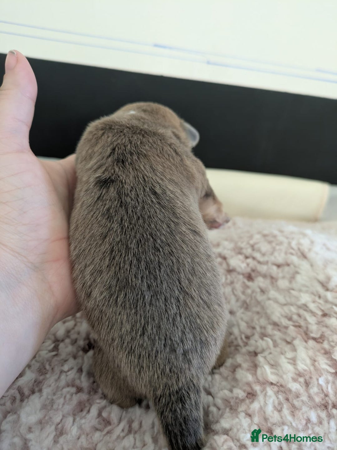 Pomchi dogs for sale: Pomchi pups - Advert 5