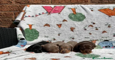Dachshund dogs - Advert 9