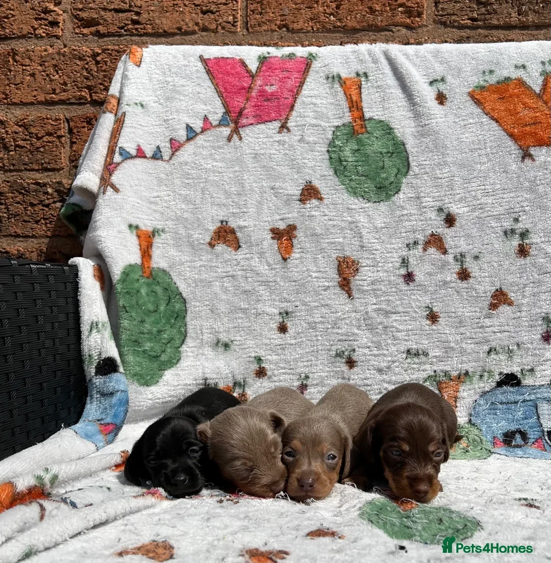 Dachshund dogs for sale: STUNNING LONG HAIRED MINIS - Image 2