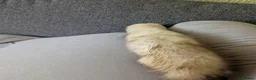 Ferret rodents for sale: Jill ferret for rehoming  in Sheffield - Advert 4