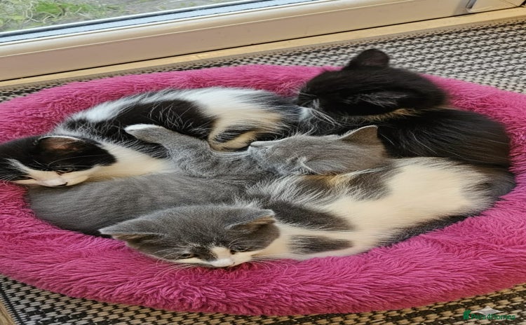 Mixed Breed cats - Advert 3