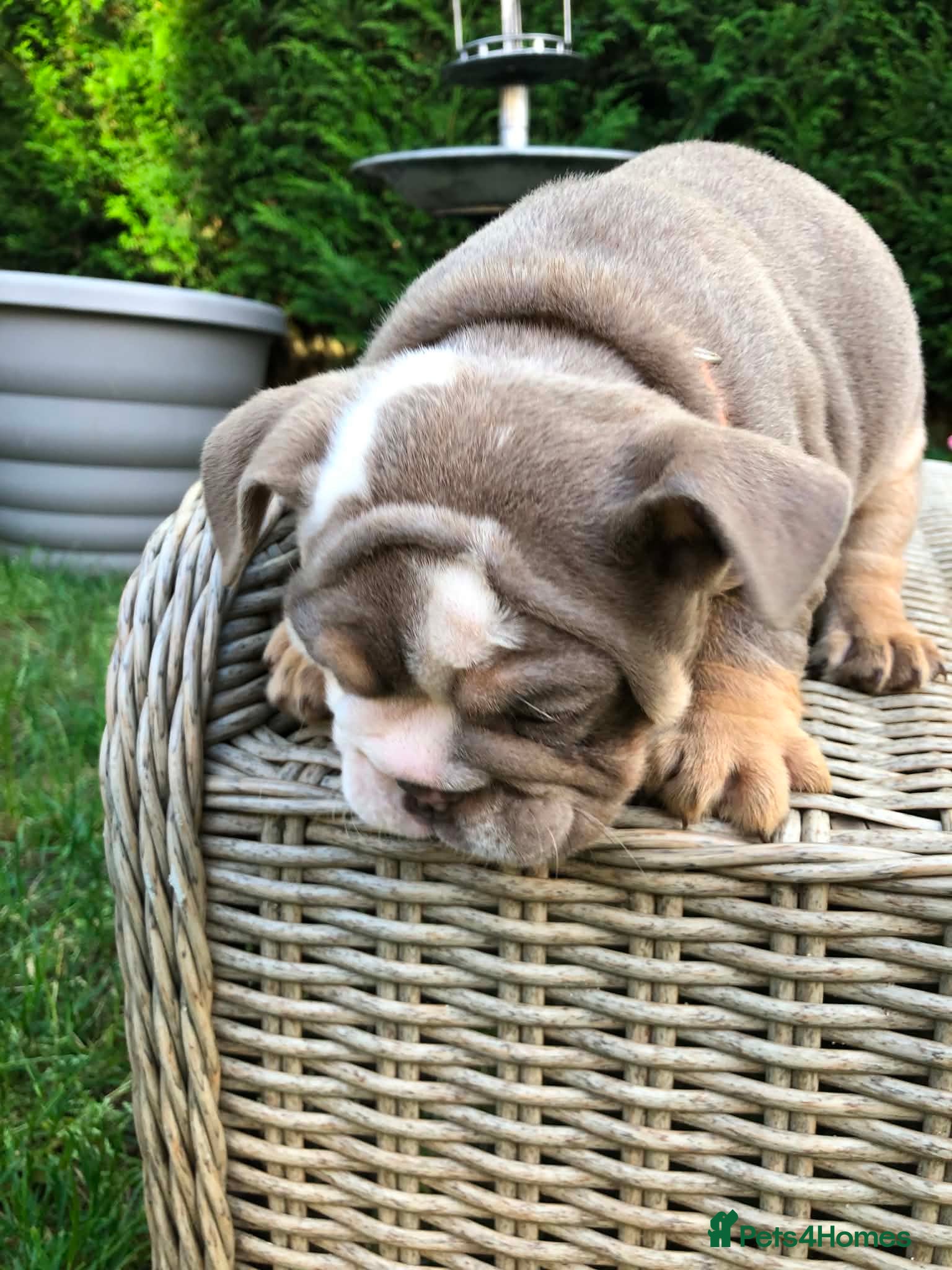 English Bulldog dogs for sale: English bulldog puppies in Doncaster - Advert 20