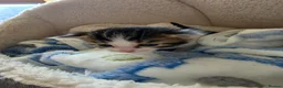 Mixed Breed cats for sale: Sweet sweet babies  - Advert 5
