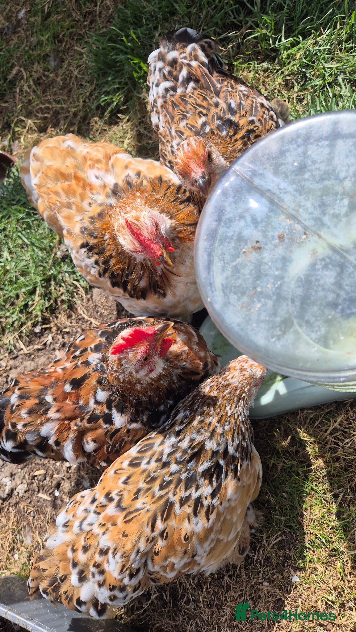 Chickens poultry Pekin bantam cockerils  - Advert 14