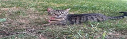 Mixed Breed cats for sale: Beautiful kittens - Advert 1
