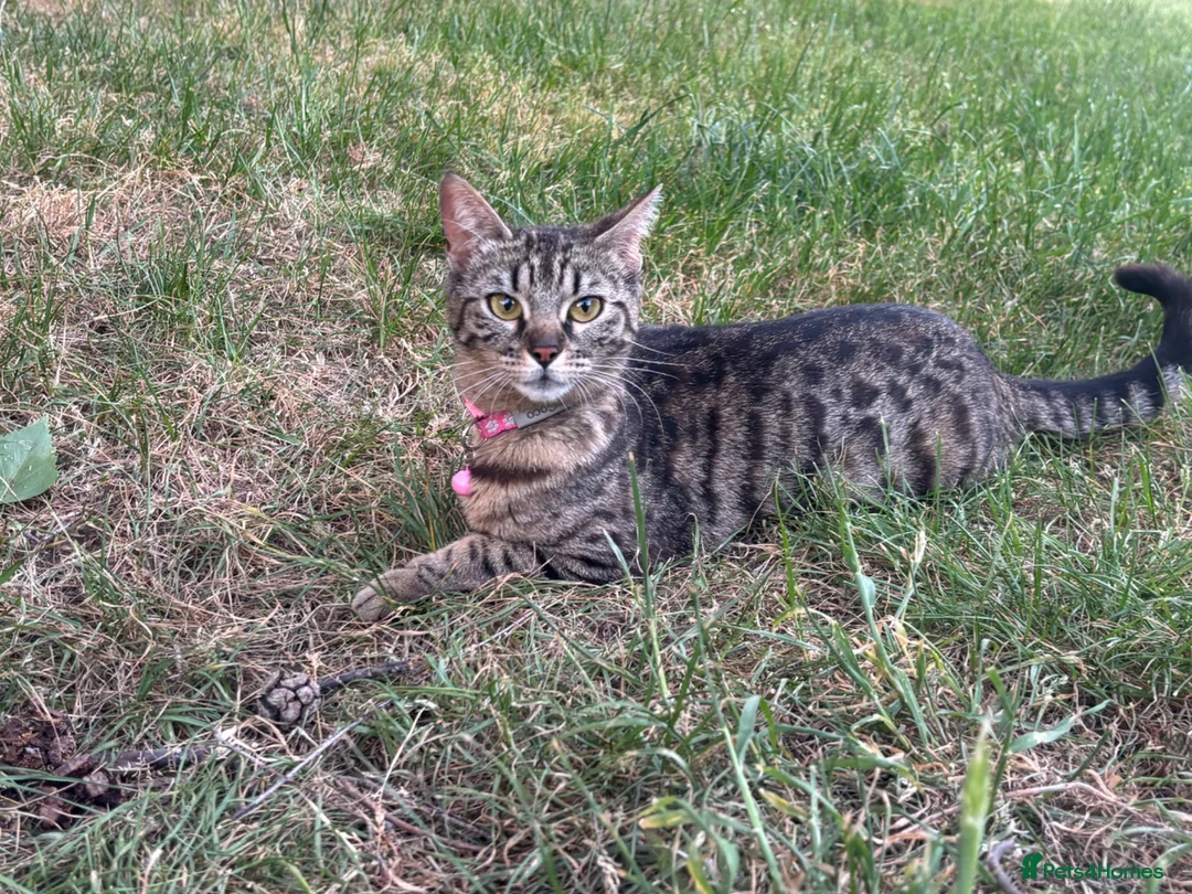 Mixed Breed cats for sale: Beautiful kittens - Advert 1