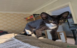 Mixed Breed cats for sale: 2 male kittens ready for new adventures - Image 2