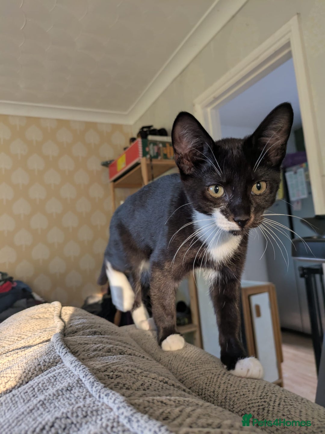 Mixed Breed cats for sale: 2 male kittens ready for new adventures - Image 2