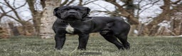 Cane Corso dogs for sale: ONE & ONLY UK LITTER DEL DYRIUM BLOOD LINES  🖤  - Advert 4