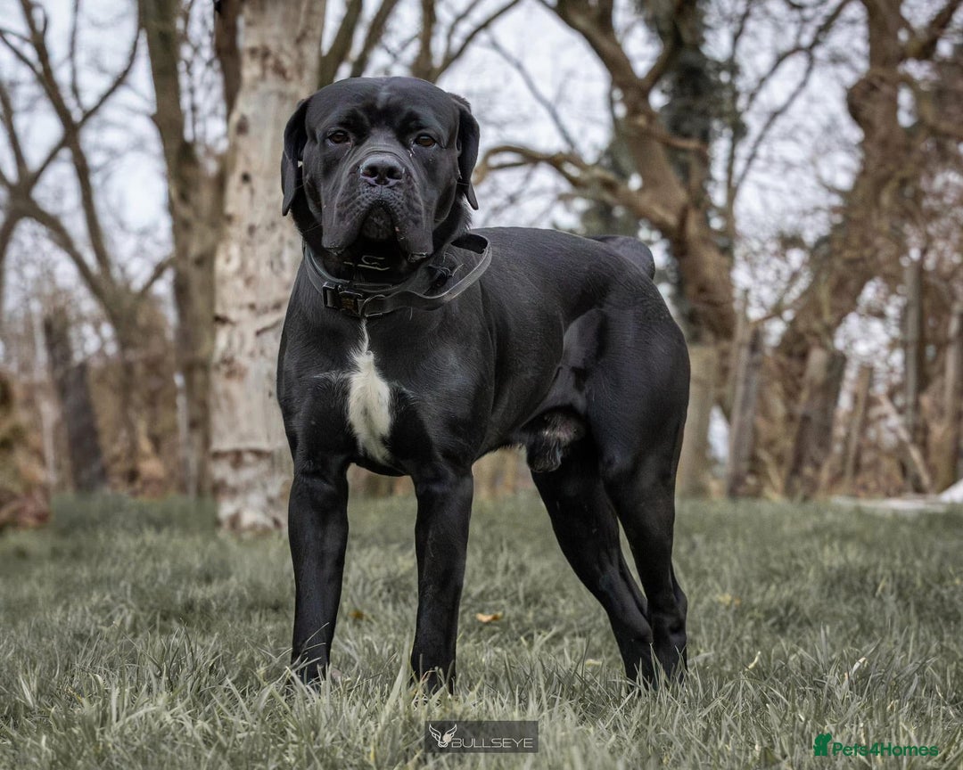 Cane Corso dogs for sale: ONE & ONLY UK LITTER DEL DYRIUM BLOOD LINES  🖤  - Advert 4