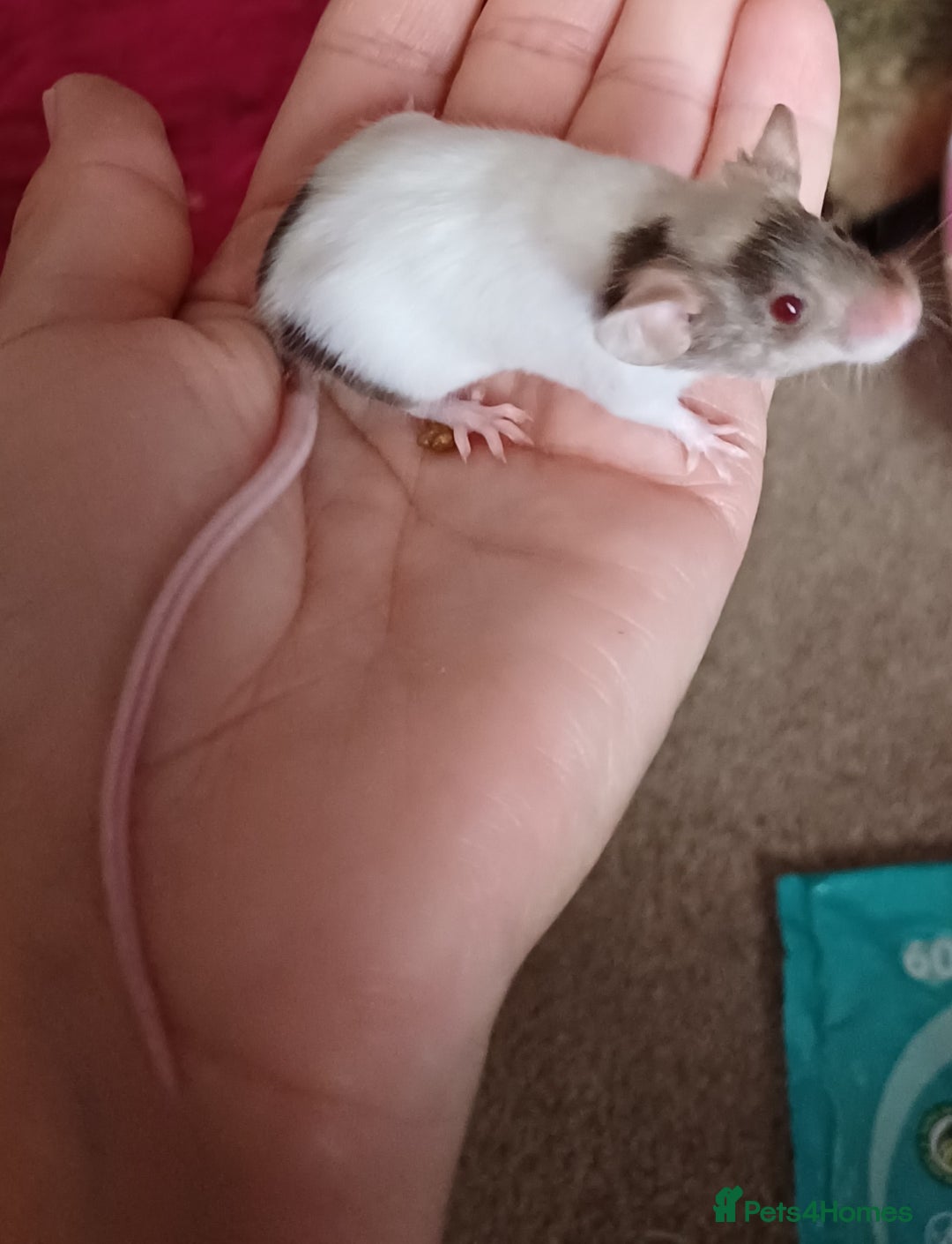 Mouse rodents for sale: Baby mice  - Image 2