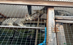 Savannah cats for sale: Savannah F4 girl kittens - Image 26