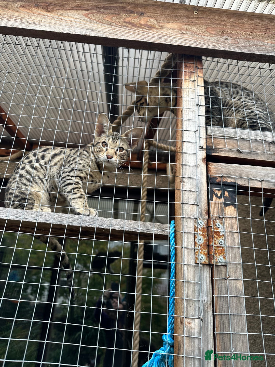 Savannah cats for sale: Savannah F4 girl kittens - Image 26