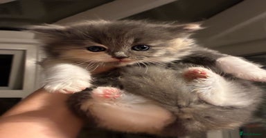 Ragdoll cats - Advert 15