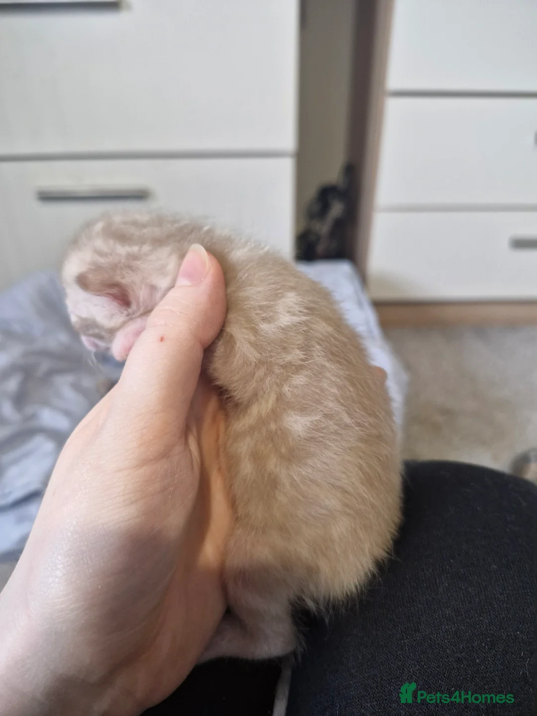 Bengal cats for sale: Genetic Health Tested Snow & Brown Bengal Kittens - Advert 21