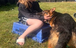 German Shepherd dogs for sale: Beautiful German shepherd female for sale - Image 6