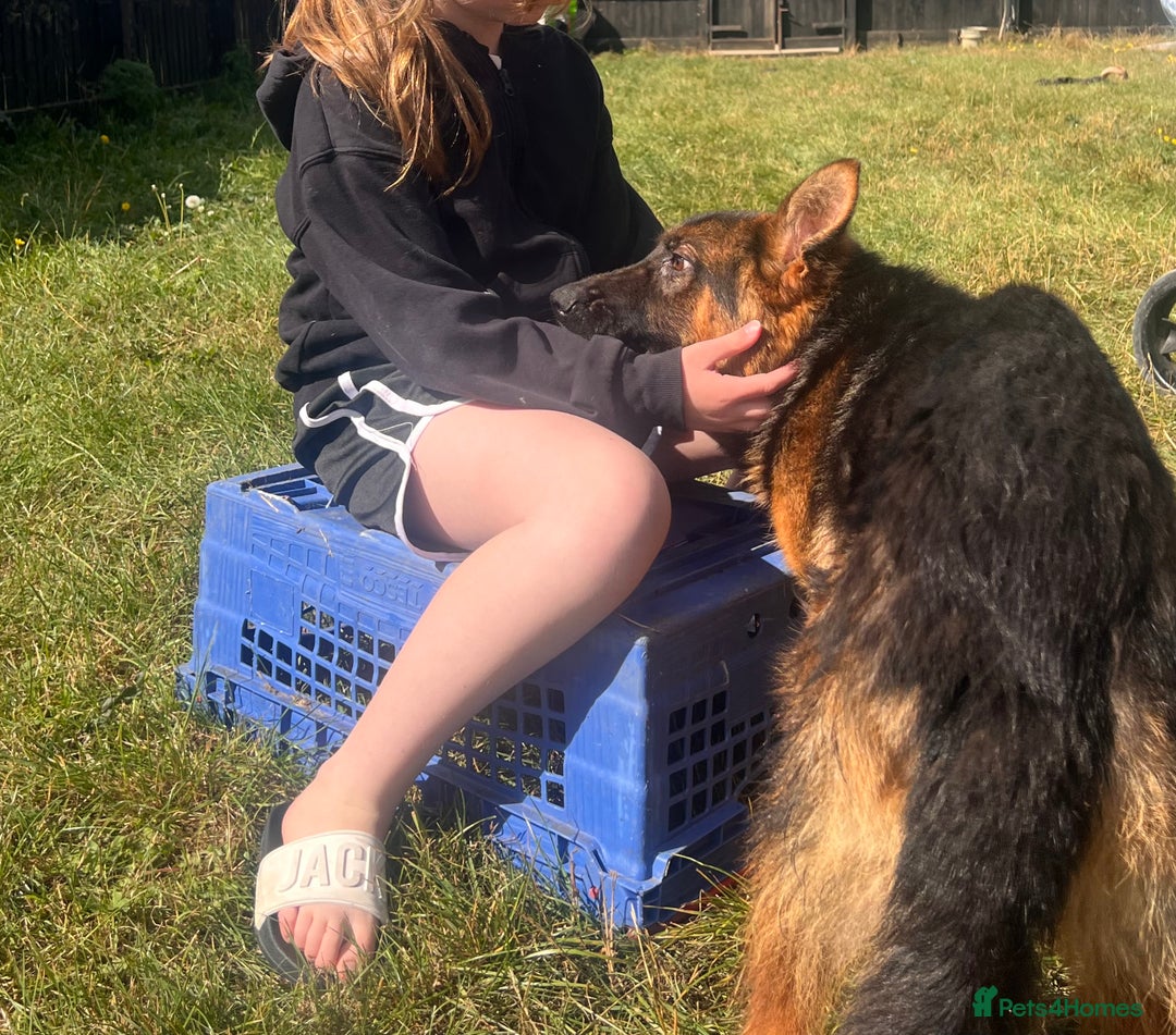 German Shepherd dogs for sale: Beautiful German shepherd female for sale - Image 6