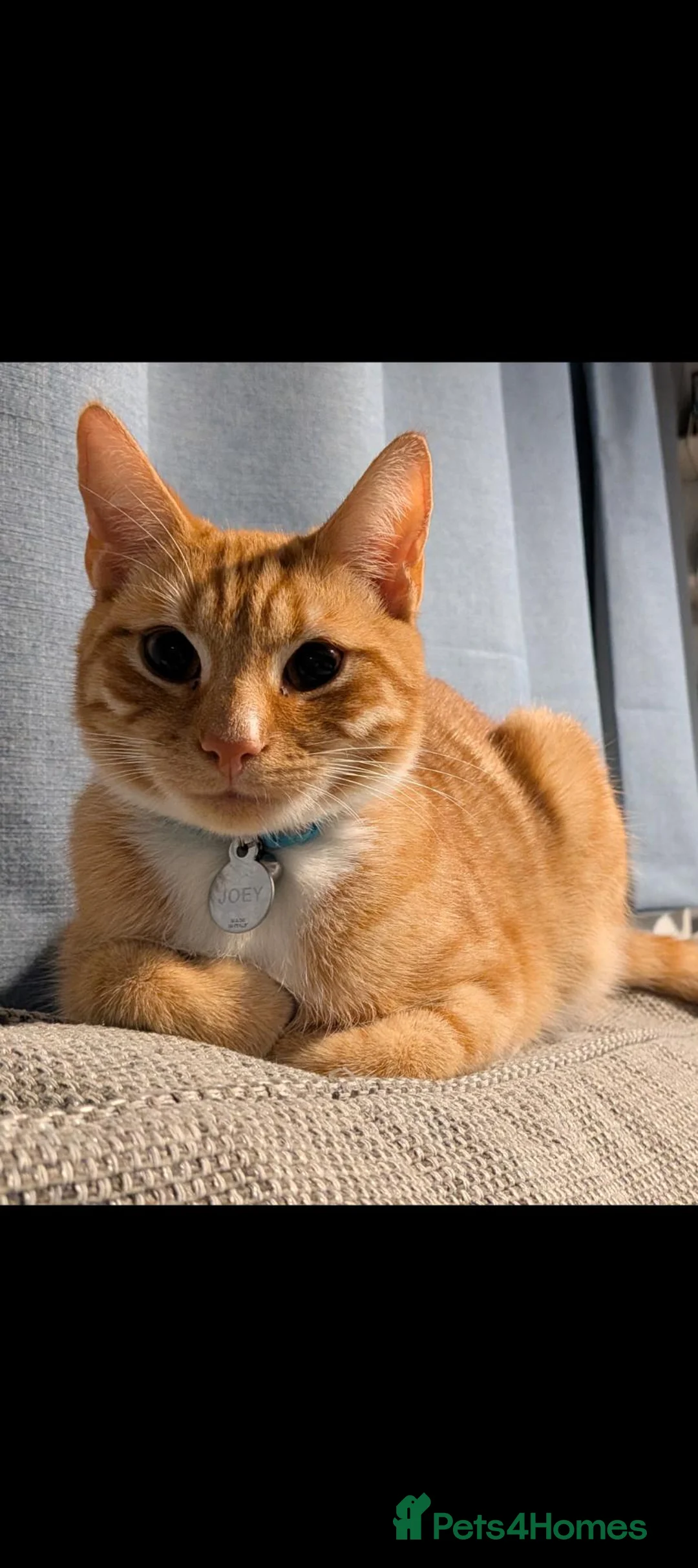 Mixed Breed cats for sale: Bonded pair of cats in Gaerwen - Advert 4