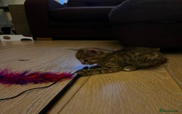 Domestic Shorthair cats for sale: 2 gorgeous tabby girls left - Image 12