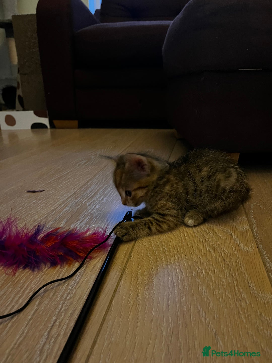 Domestic Shorthair cats for sale: 2 gorgeous tabby girls left - Image 12